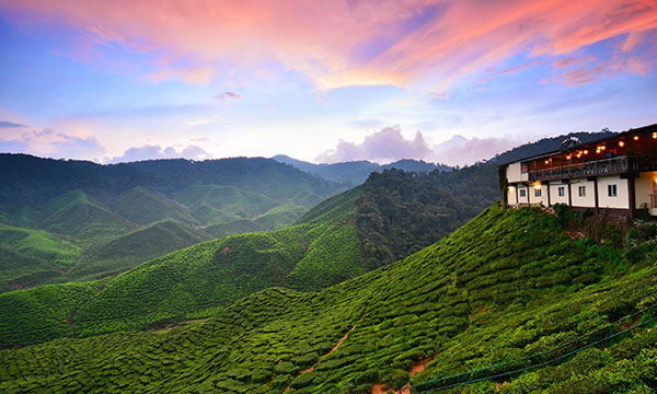 Cameron Highlands Tour