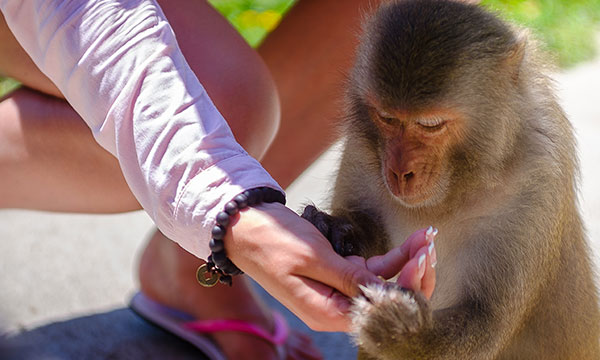 Fireflies And Monkey Feeding Tour